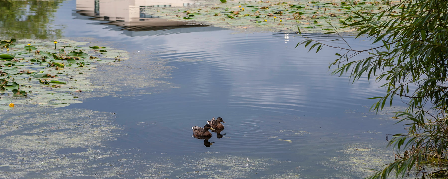 Northwood Ducks